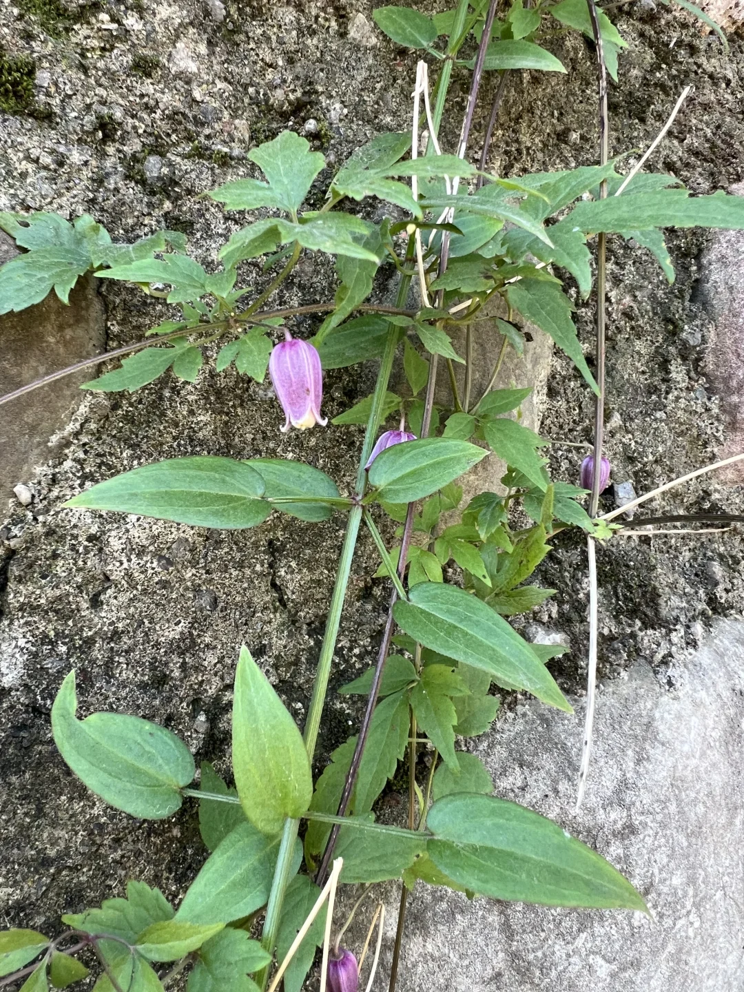山上的野花，大家认出来叫啥了吗？