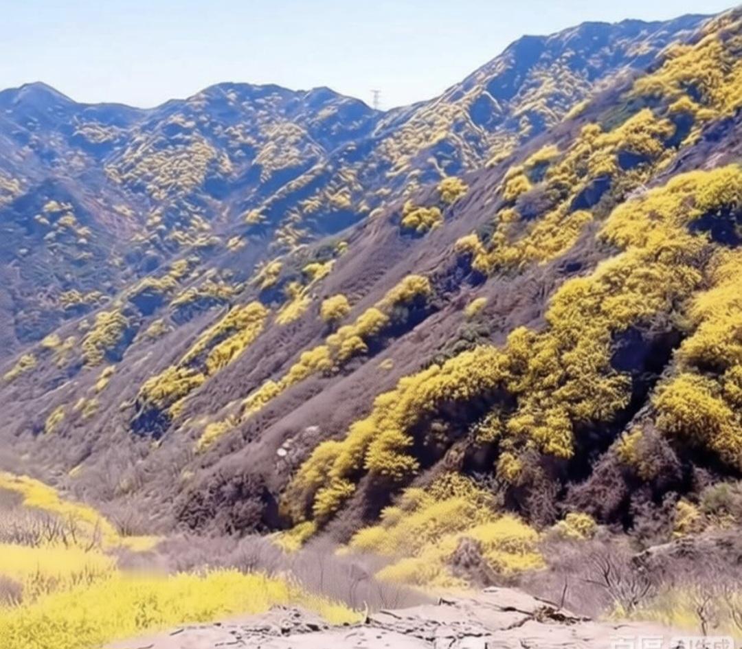 邹平摩柯山，漫山金黄入画来

我今天终于打卡了心心念念的邹平摩柯山，一进山就被眼