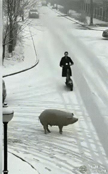 这是什么样的缘分啊！美女刹不住车碰瓷猪，猪给她挡住了汽车的猛烈撞击，最终还是猪扛