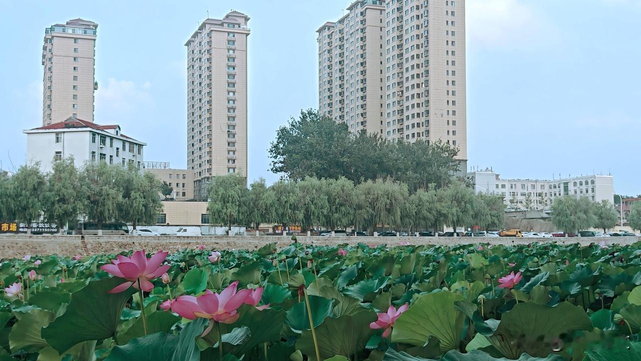 《七律·河景房与荷花》
一窗河景四时新，半亩方塘近作邻。
朝看烟波浮翠幕，暮听蛙