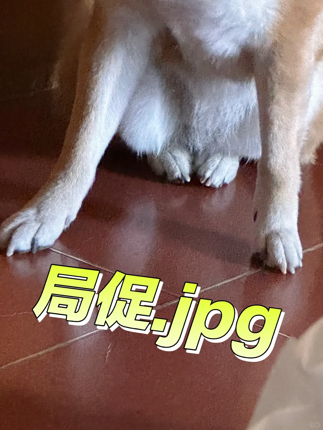 小狗的坐姿奇奇怪怪