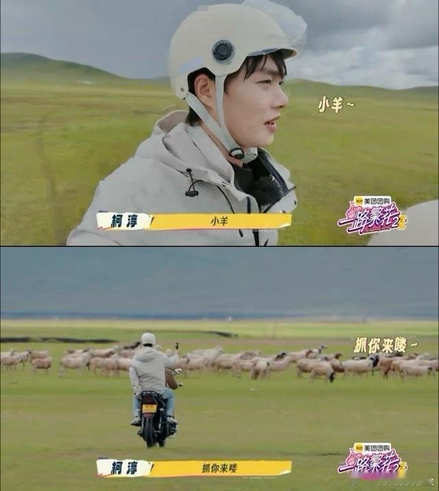 柯淳抓羊都用霸总语录家人们谁懂啊！柯淳在一路繁花2赶羊，学狗叫满场窜，抓小羊还冒