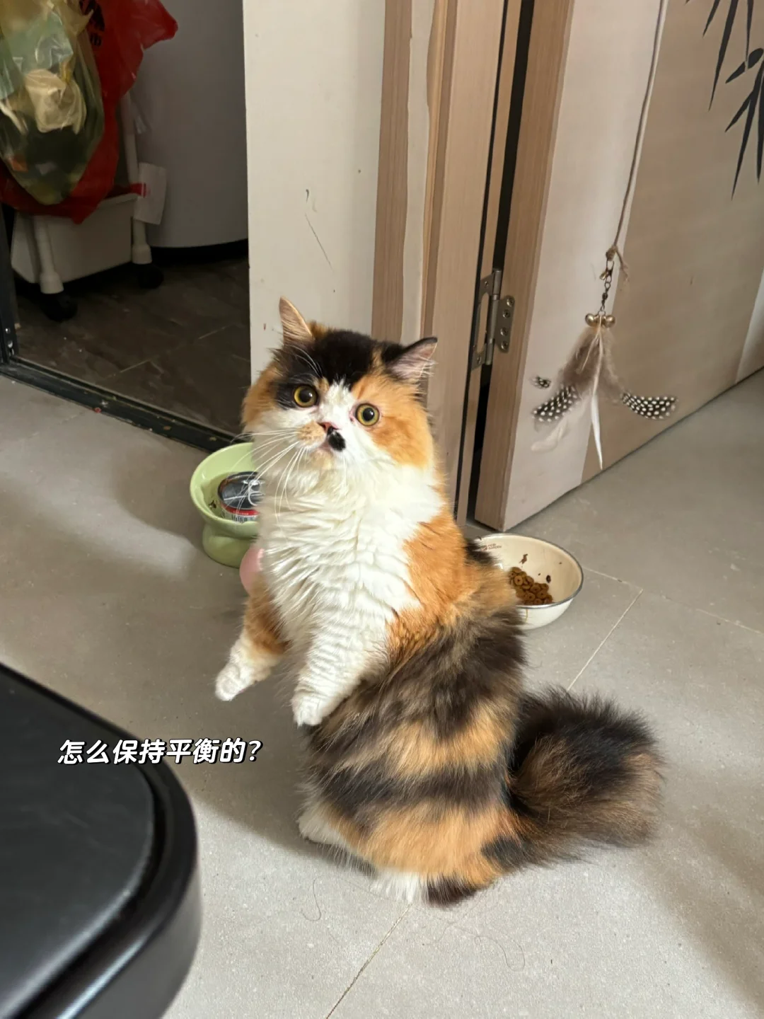 小短腿的烦恼😣