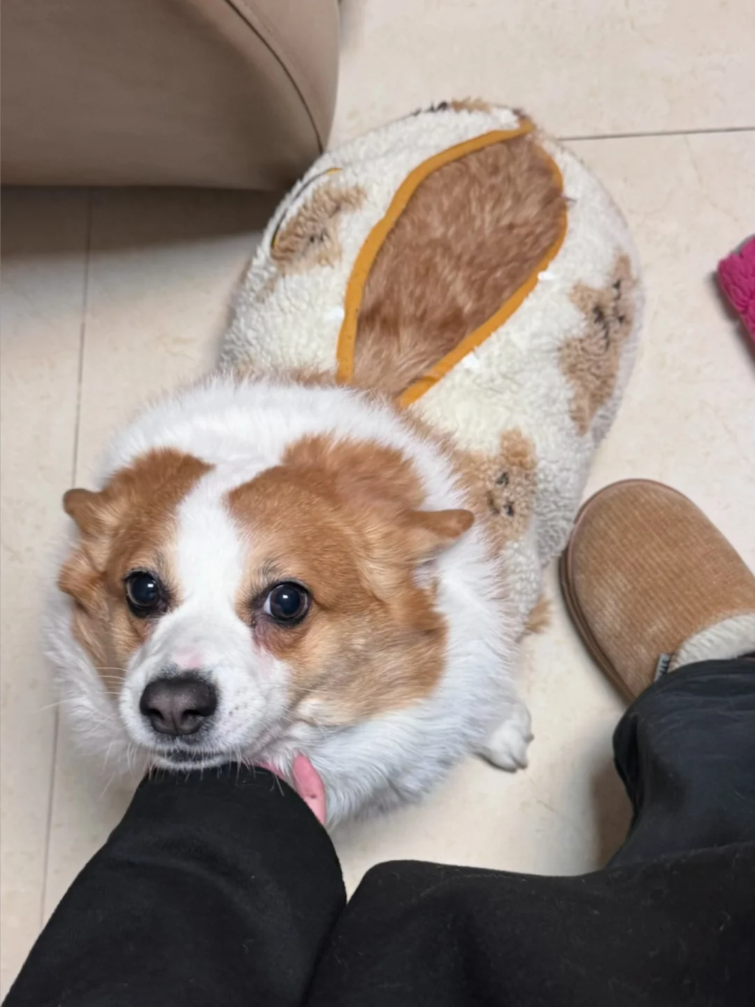 可爱🉐爆开了～像是破皮的胖肉饺子🥟