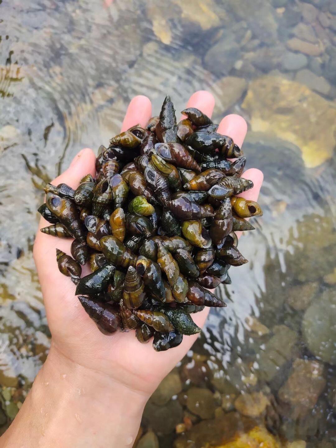 在过去的339天里我吃过13家饭店的坑螺，我发现他们做的味道都千篇一律，为了寻找