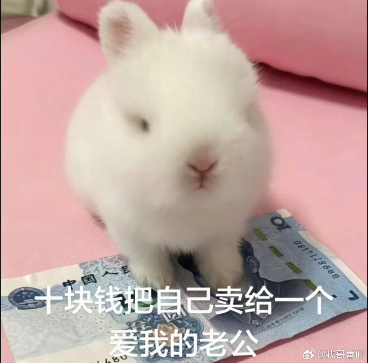 分享图片 