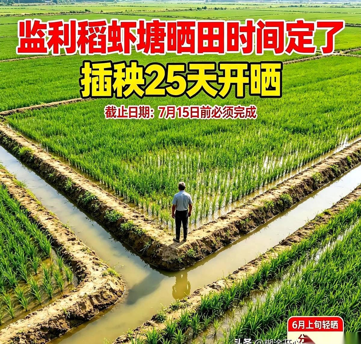 湖北监利，搞稻虾养殖的，都死死盯着一个日子：7月15号。
就这一天，把老手和新手