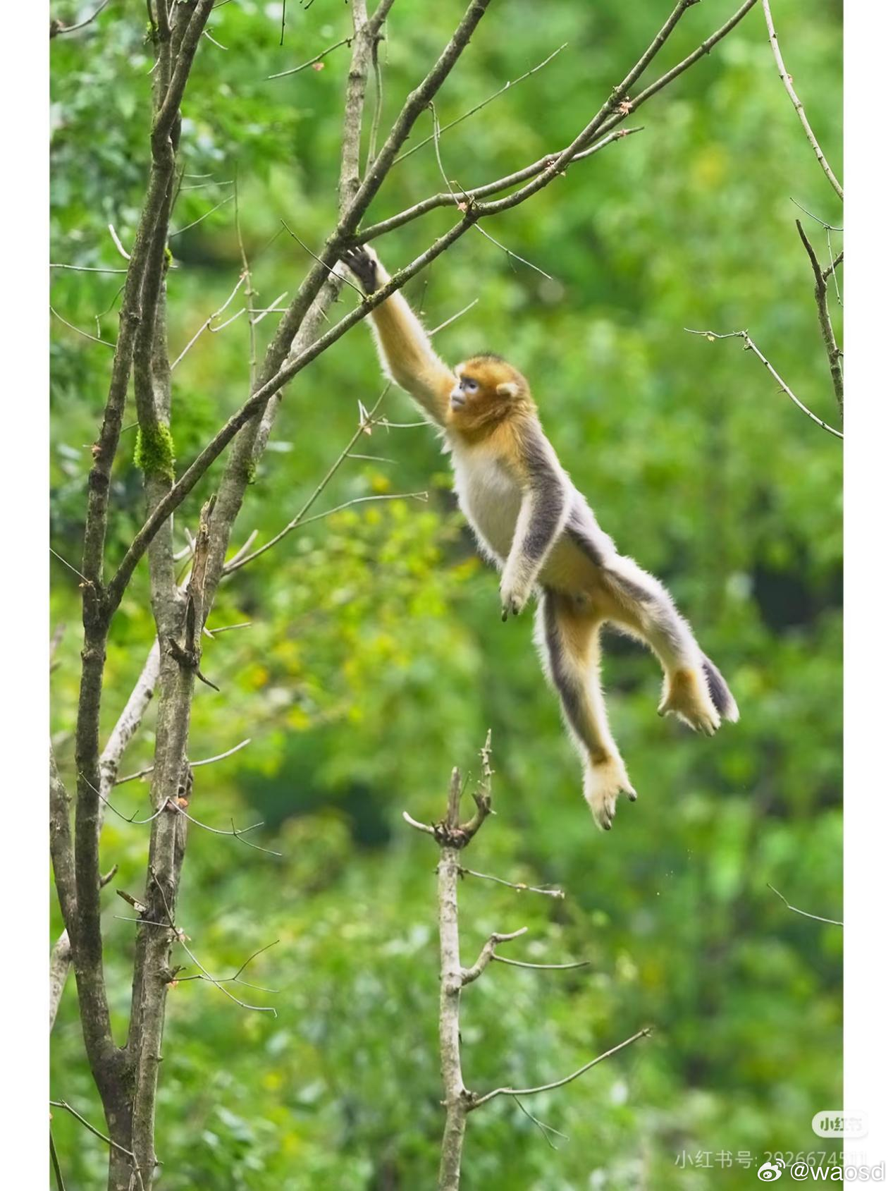 海拔 4000 米的雪山精灵，正被困在森林孤岛里它长着朝天鼻，嘴唇红润，面孔像精