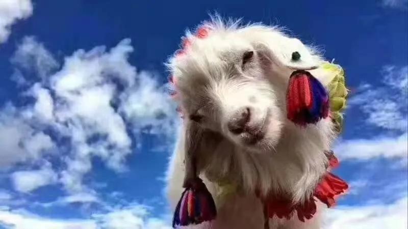 大家平时吃槟榔吗？吃了多久了？有没有出现张不开嘴的情况？欢迎大家在评论区留言讲讲