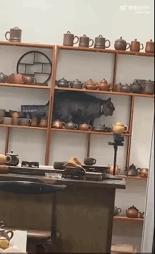 猫咪你可要悠着点儿，你这一个小失误铲屎官得跟你拼命。