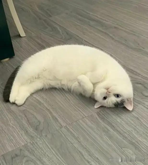 猫猫完美展示[灵光一闪]“卧似一张弓🏹”​​​