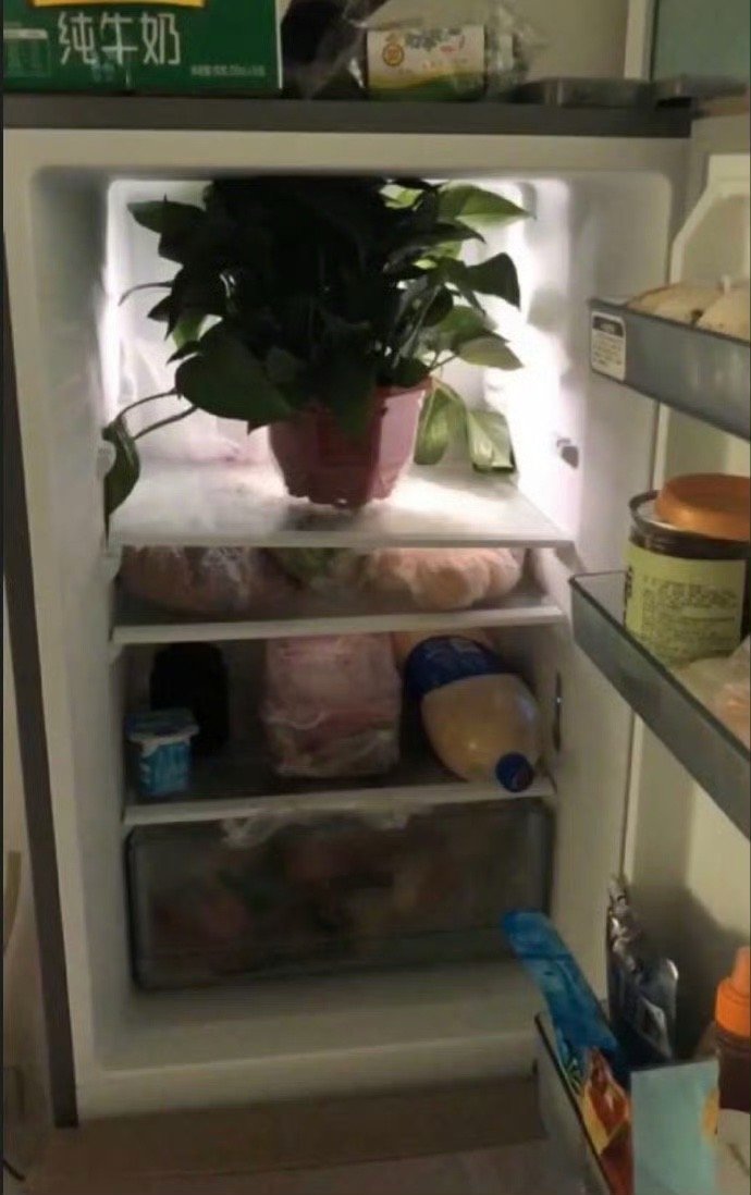直男：我也不知道为啥绿箩要放冰箱里，我也不敢问哈哈哈哈哈哈哈哈 ​​​