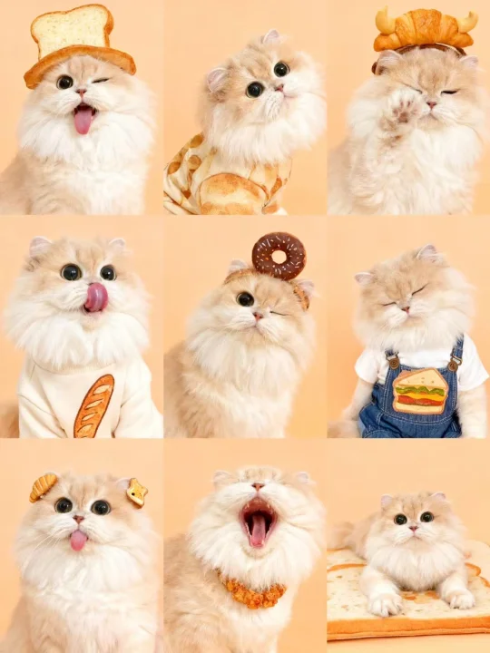 甜食猫猫，谁不爱啊～