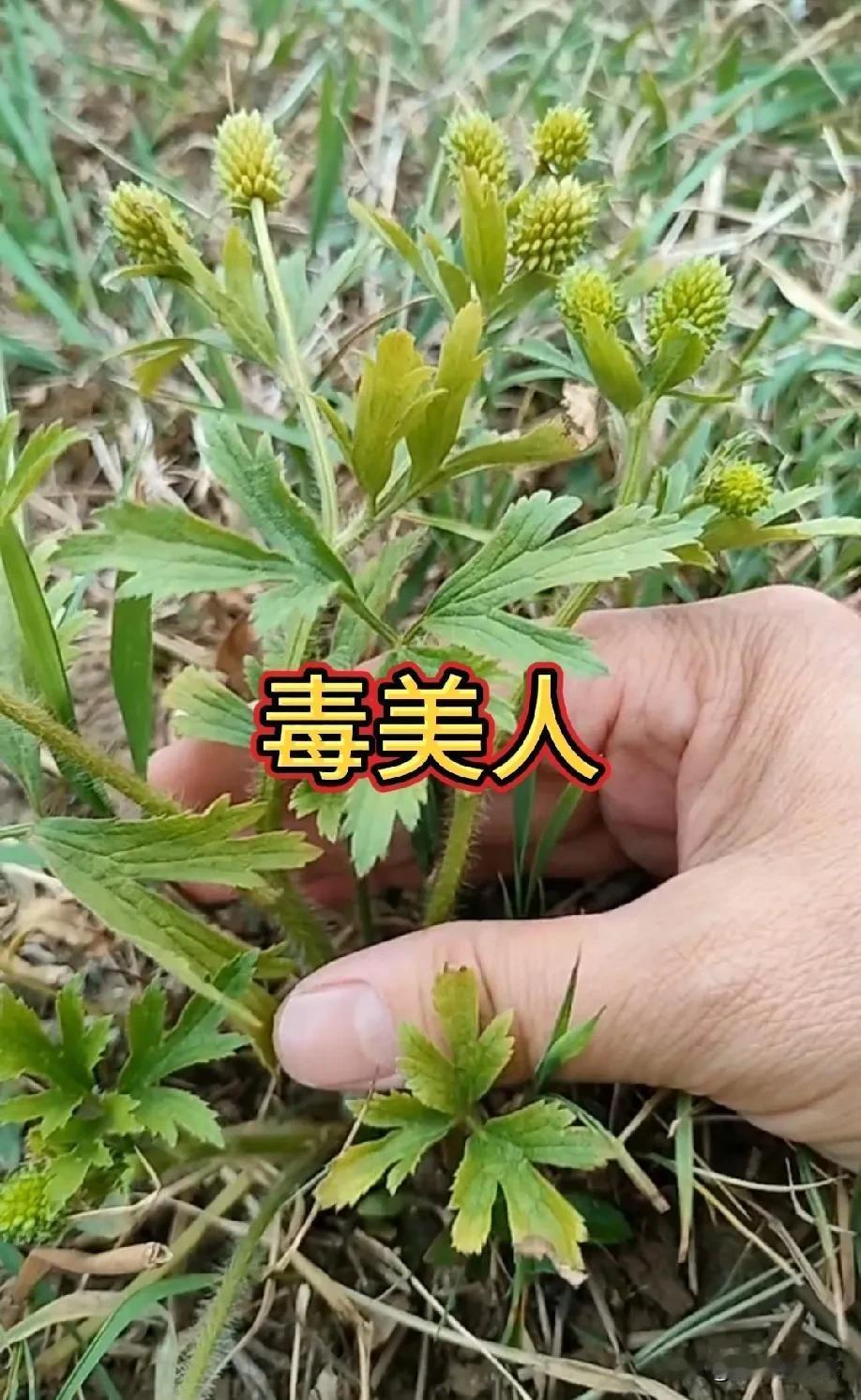 你注意看了吗？这株植物，堪称植物界的“毒美人”，它学名毛茛 。有的人也叫他野芹菜
