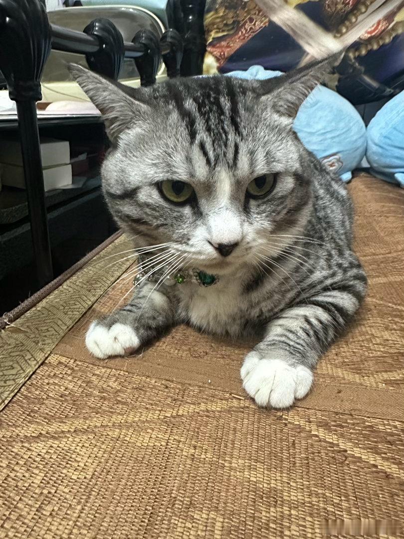 萌宠天团[超话]  我是我家猫的私人站姐，包出片 ​​​
