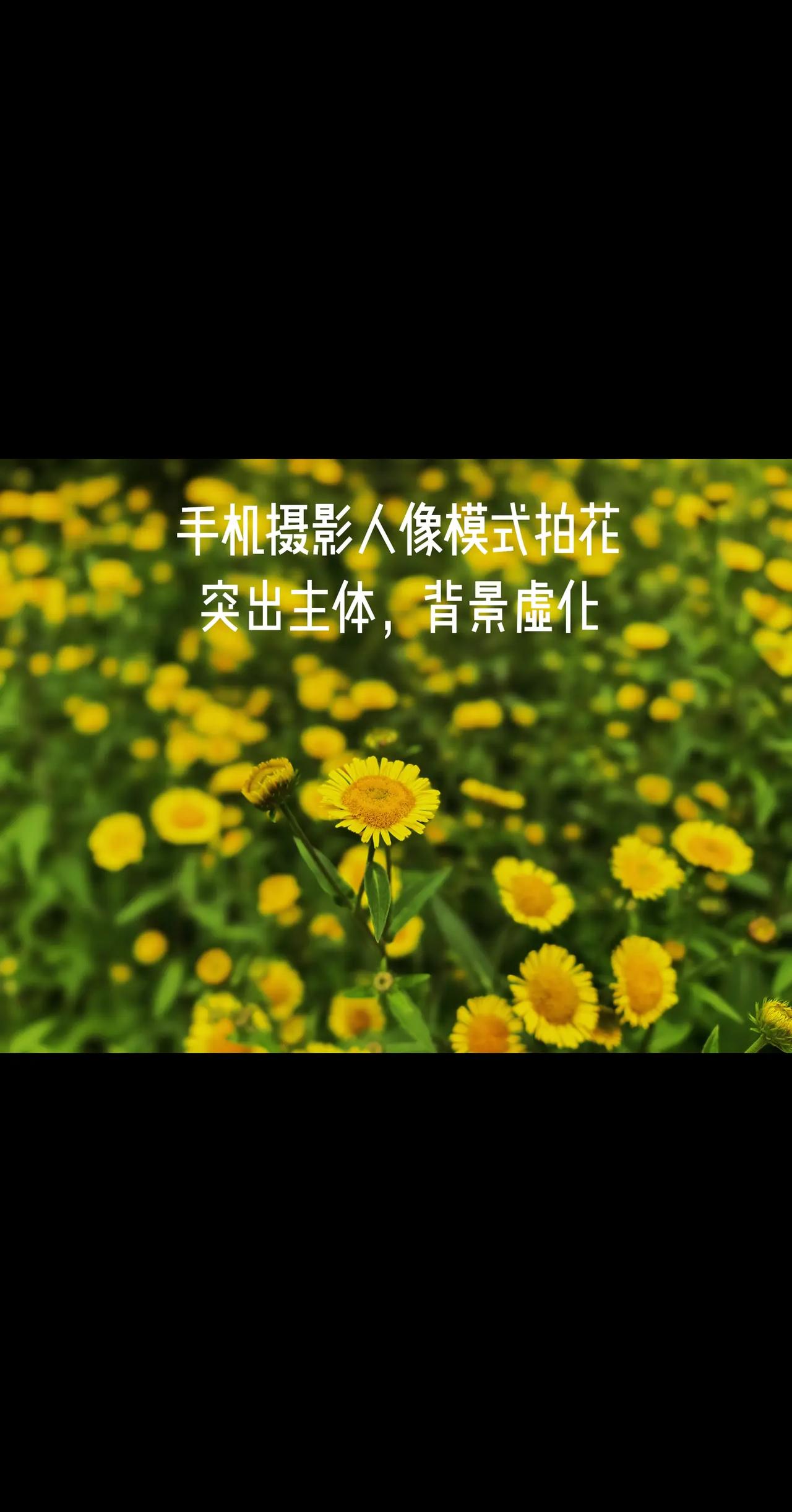 人像模式拍一朵小花。摄影不能太死板手机人像模式的大光圈拍小花也很好突出主体，背景