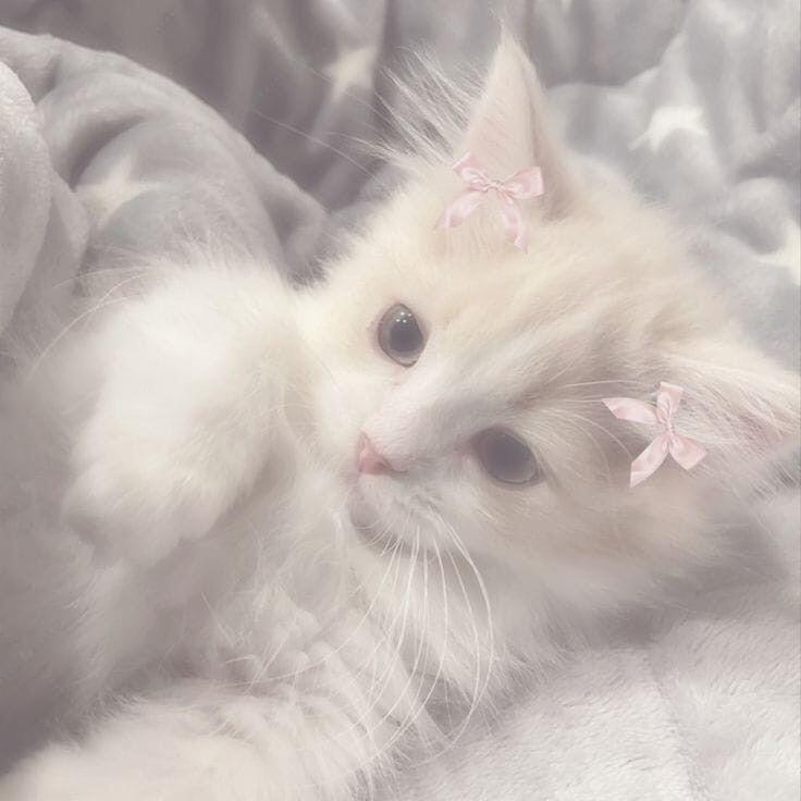 യ ꙳. soft pink ✧⋆₊ 