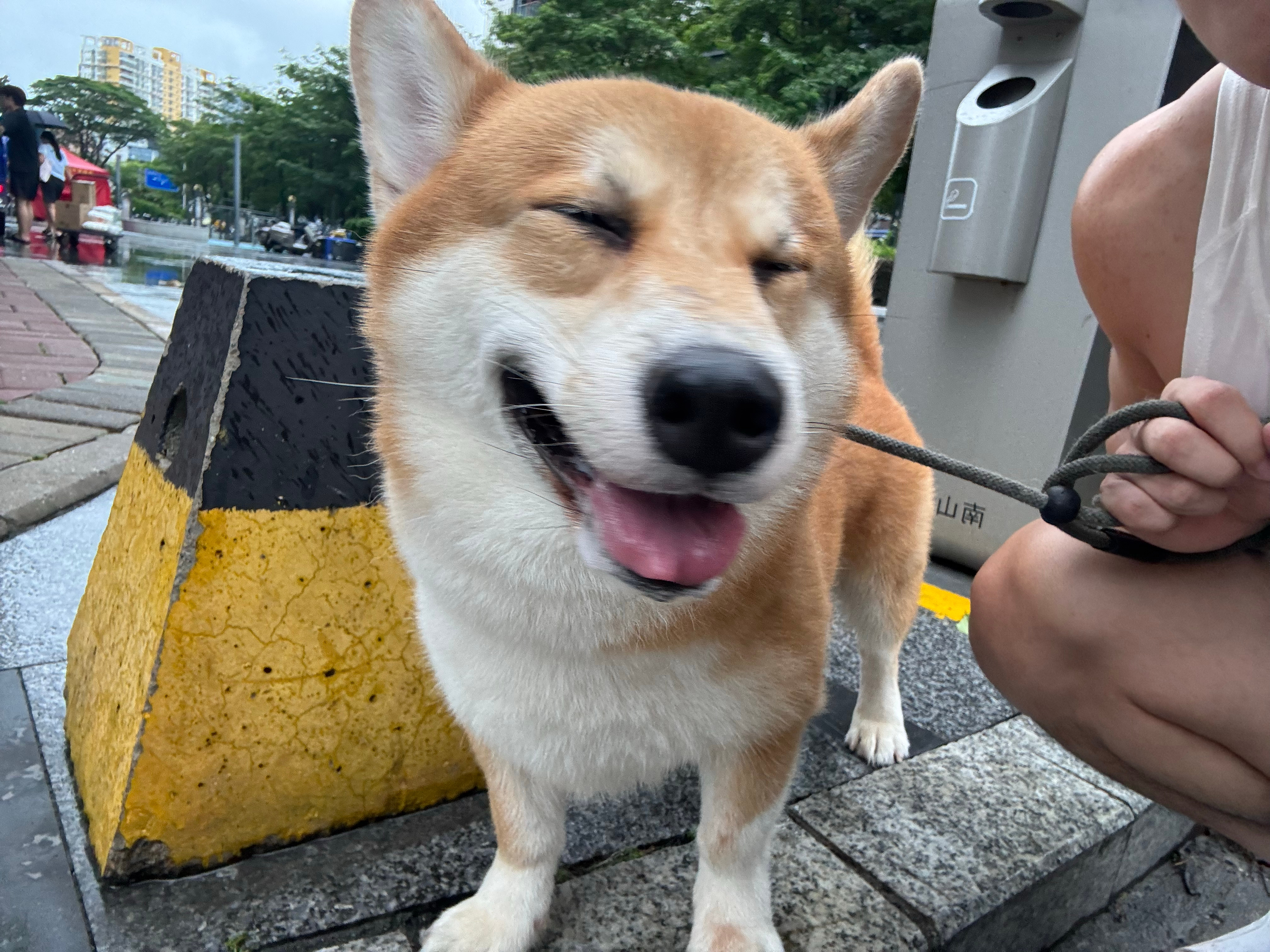 恶劣天气犬