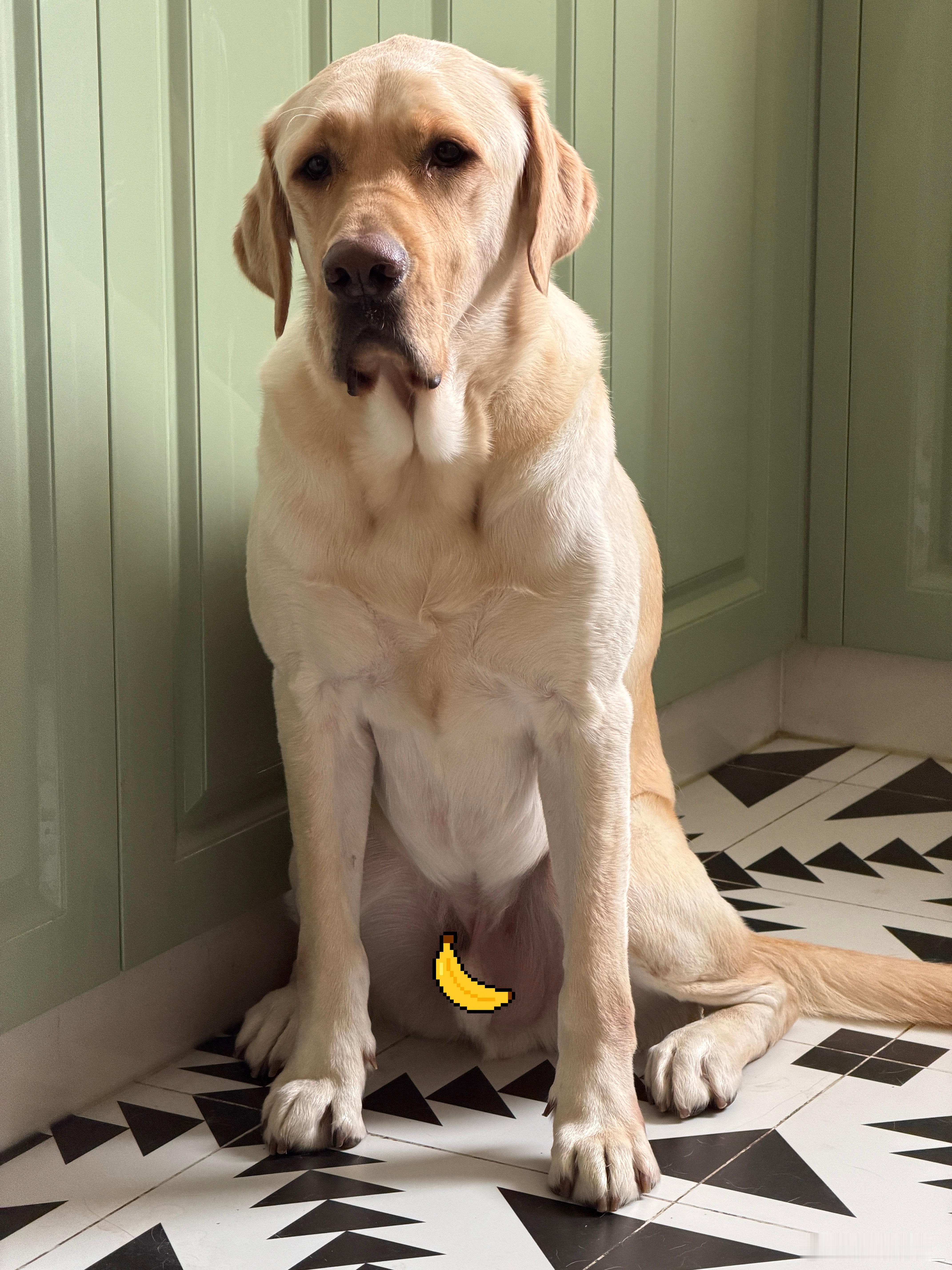 这位同志最近思想有点问题吃完饭，就坐在厨房赖着不走了必须得要几块儿肉干才肯罢休不