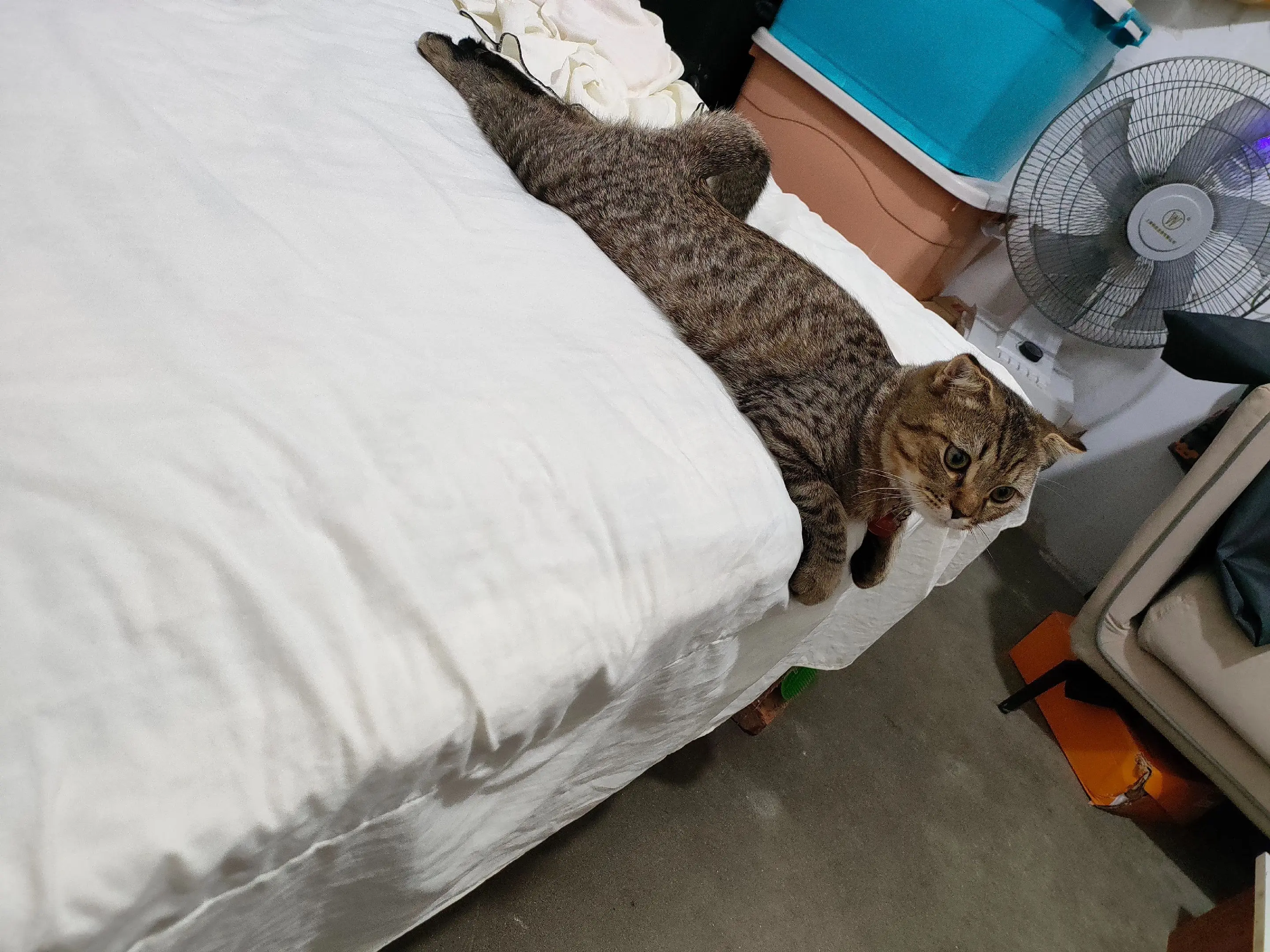 🐱