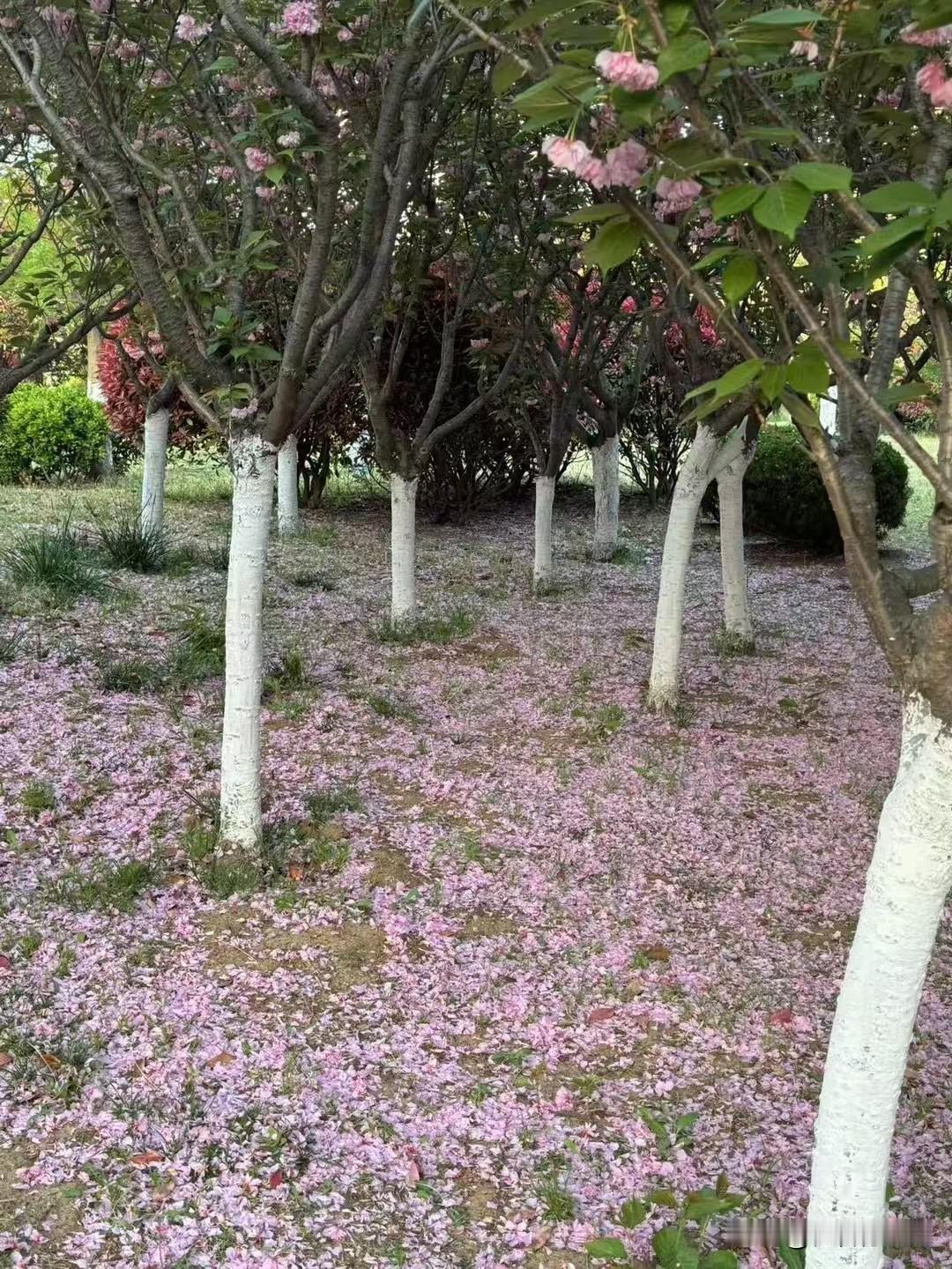 落红

怕惊花落鸟身轻，隐透山林三五声。
吹到清明风更远，残红堆雪断人行。

