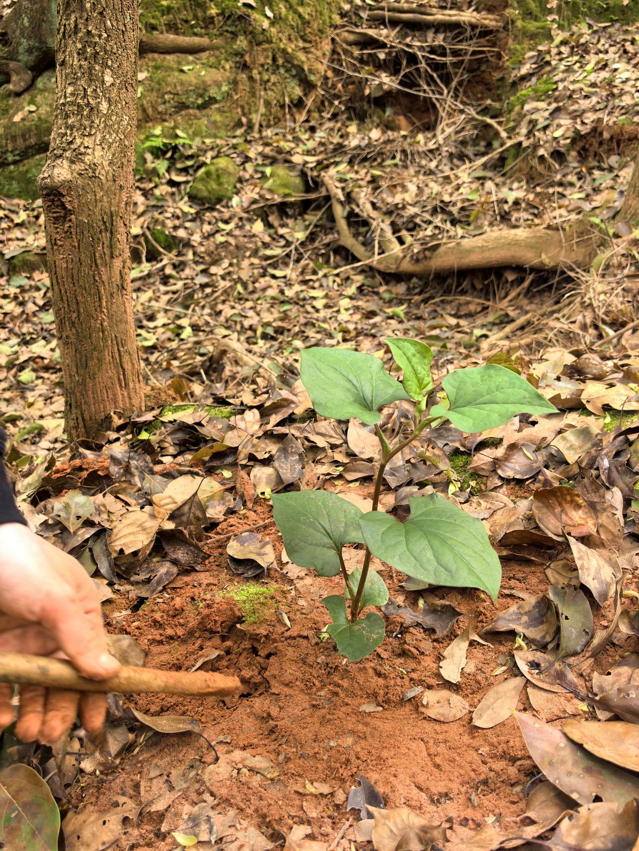 在四川，很多地方都能够看见它的身影。田间地头，林下草甸，折耳根随处可见。作为野菜