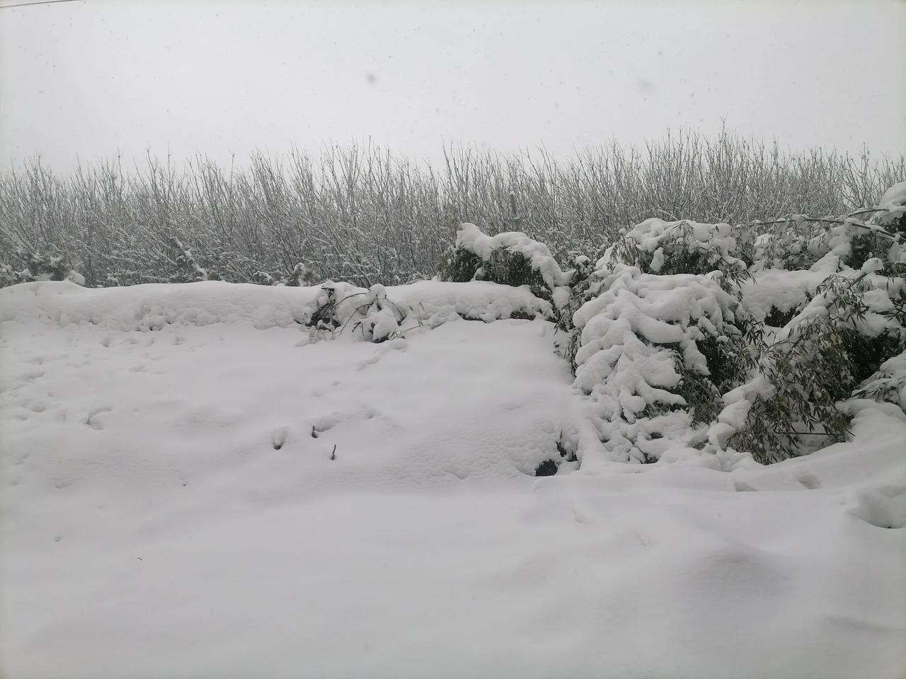 年前的雪，很美！