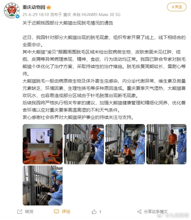 【#重庆动物园通报大熊猫渝贝脱毛情况#】#重庆动物园通报部分大熊猫脱毛#6月29