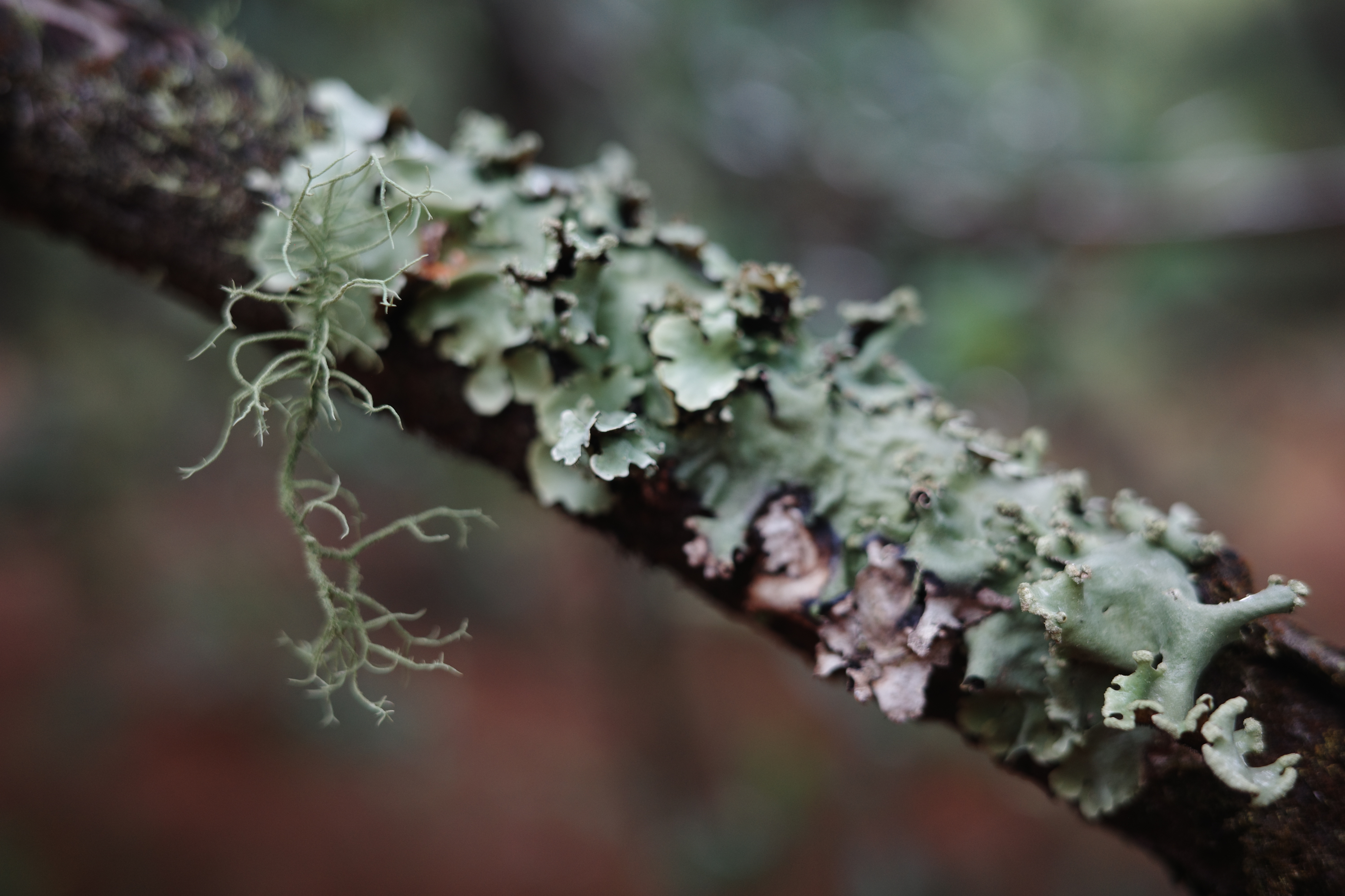 早晨🌧️🌿清凉古老的梅园 川滇槲蕨 野蔷薇 苔藓 地衣 玻利维亚毛衣 