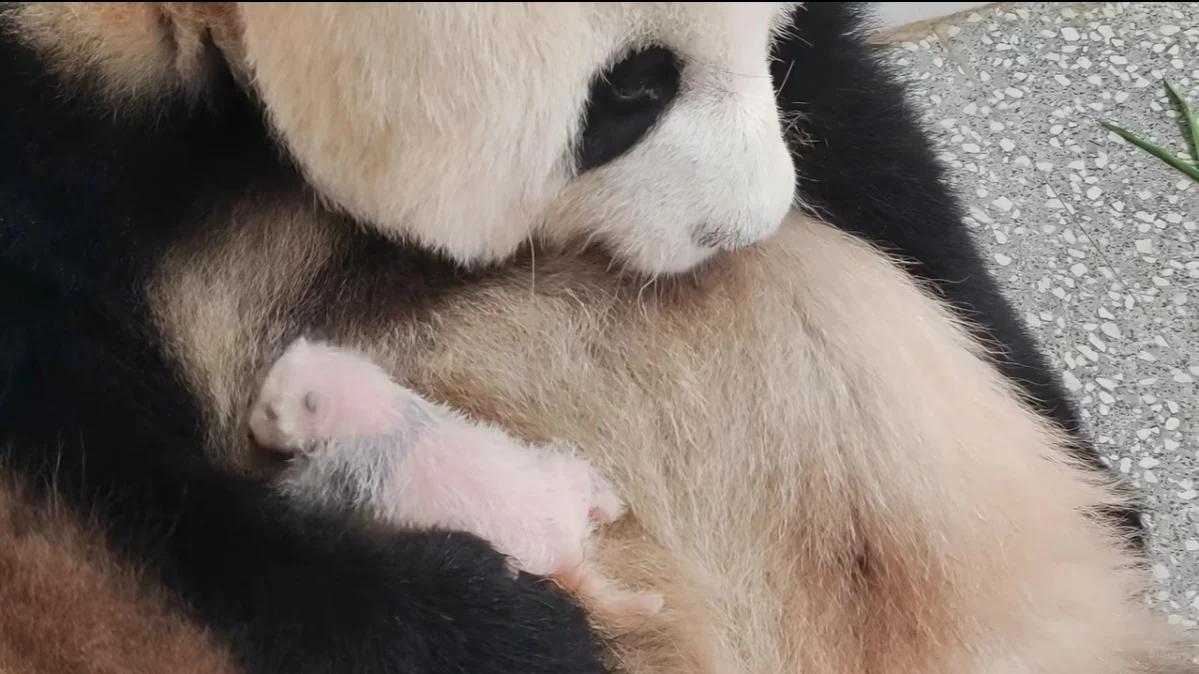 重庆动物园，大熊猫莽仔的小崽今天满月啦🎉！
妞妞真是太辛苦了，这其实是莽仔的第