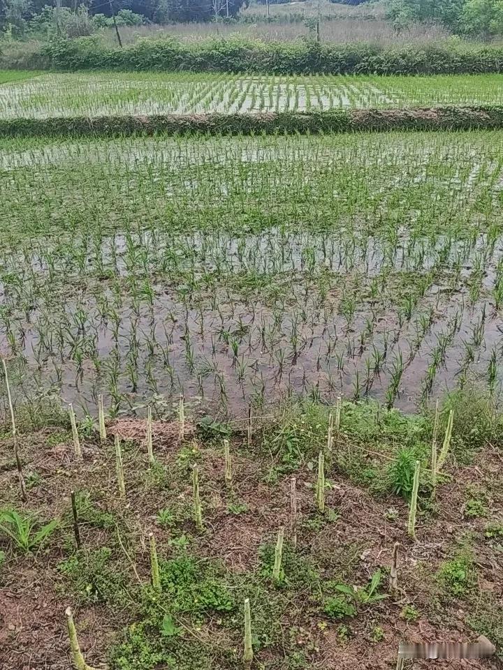 四川种水稻拉线能提高产量吗