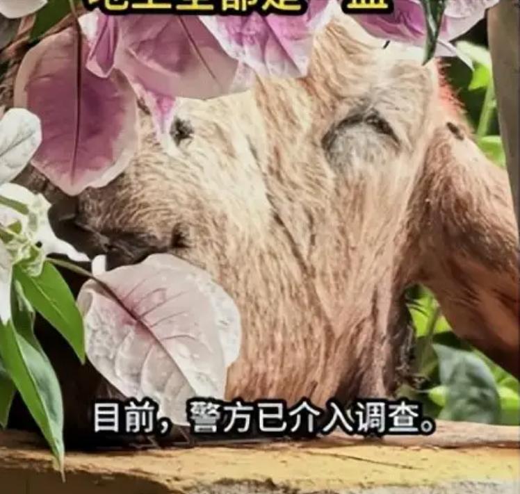 半夜有人翻阳台放羊头泼红水！大连81岁侯大娘清早起床，差点直接被吓出毛病！

大