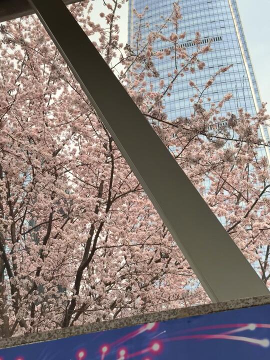 贵阳天晴啦！！坠美地铁站的樱花开得好美！！
