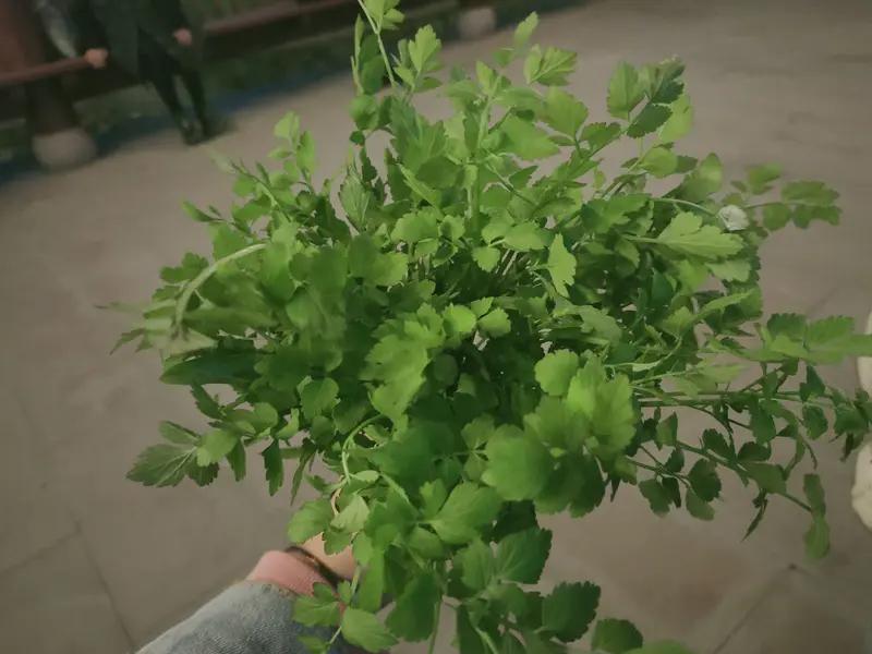 野菜和农家菜各有千秋，我都爱。野菜有股独特的野趣。

像野芹菜，春天长在田埂、水