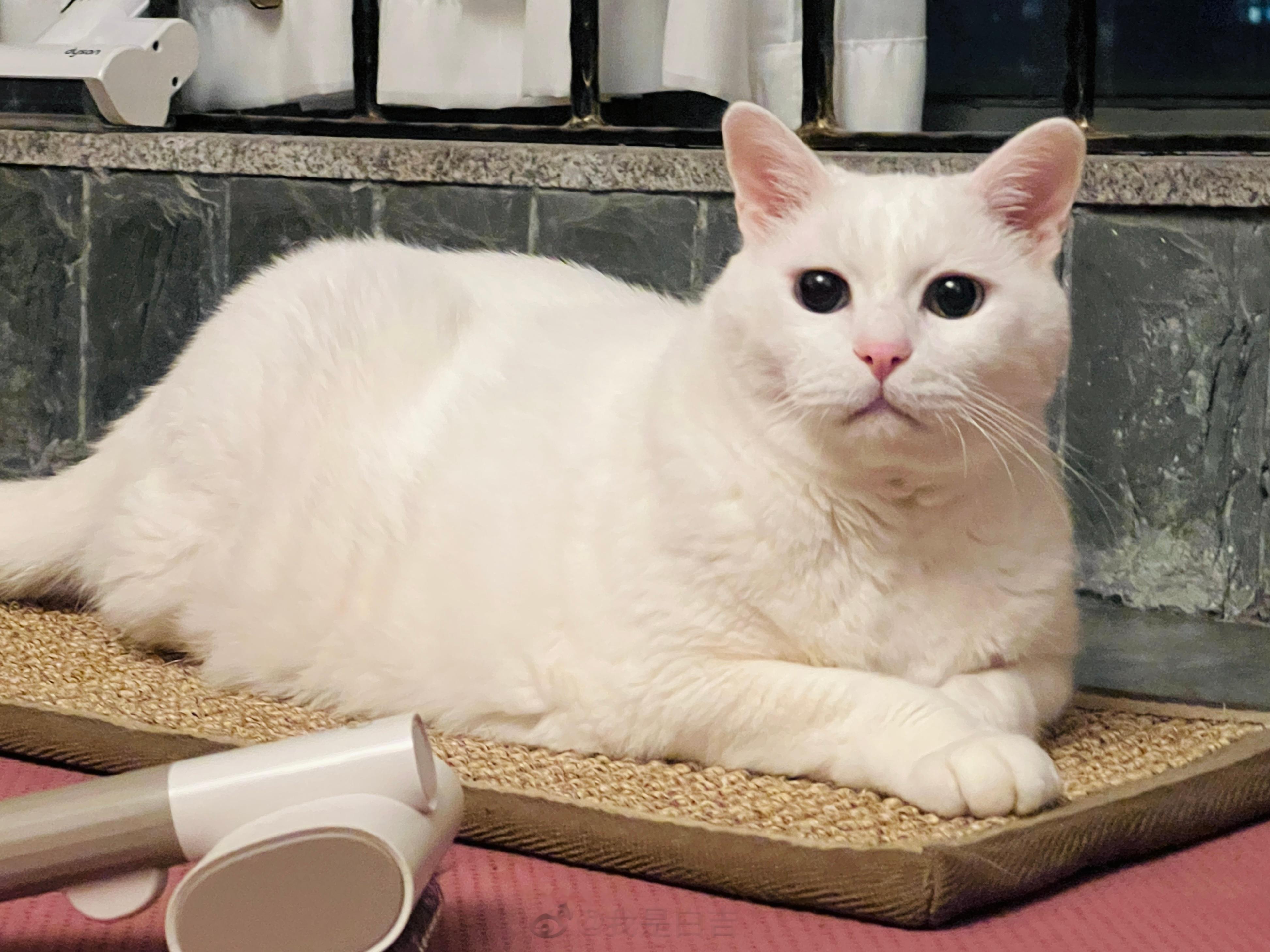 睡前看一下帥氣如奶昔的吉吉🥰願小動物都被善待，好人們健康平安 ​​​