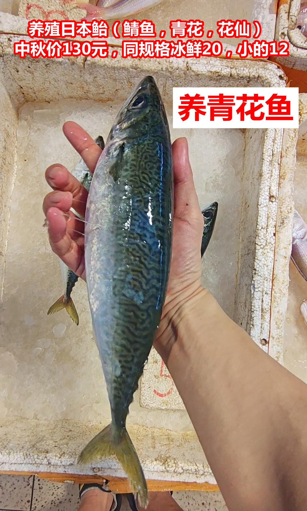 养殖比野生贵的海鱼，6种，广州都买得到

01.养殖日本鲐（鲭鱼，青花，花仙），
