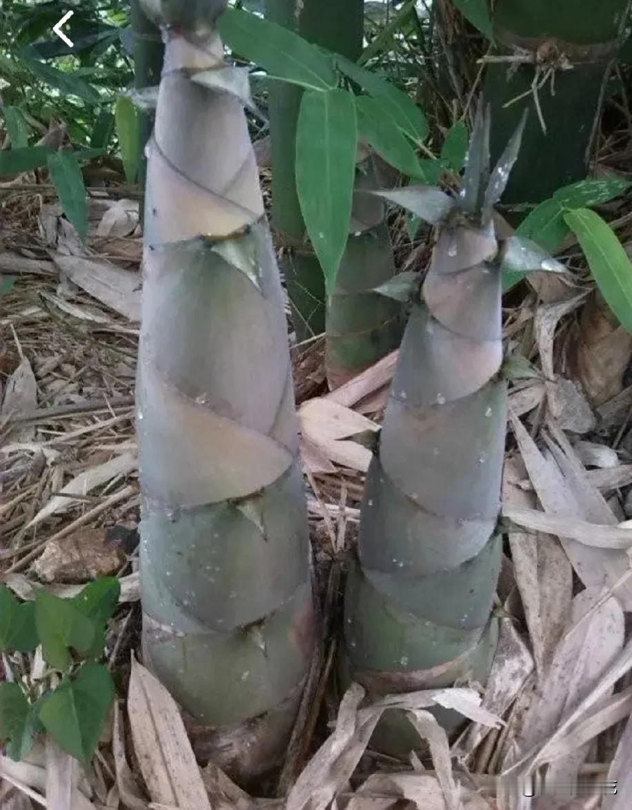 不知是我孤陋寡闻，还是别人孤陋寡闻，前天写的一篇头条，说是这个时还有竹笋挖，这篇