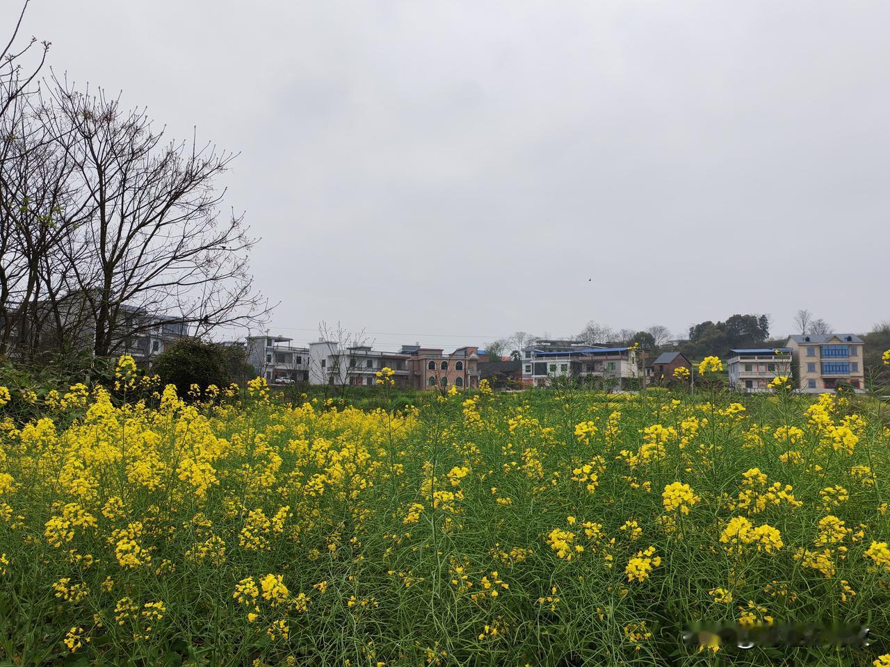 宁静的乡村亲人回老家 老家治愈生活 回山村老家