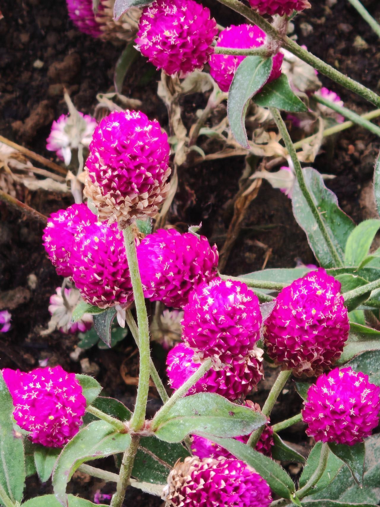 花开满园，幸福满满。北京朝阳区坝河金盏淀花很漂亮