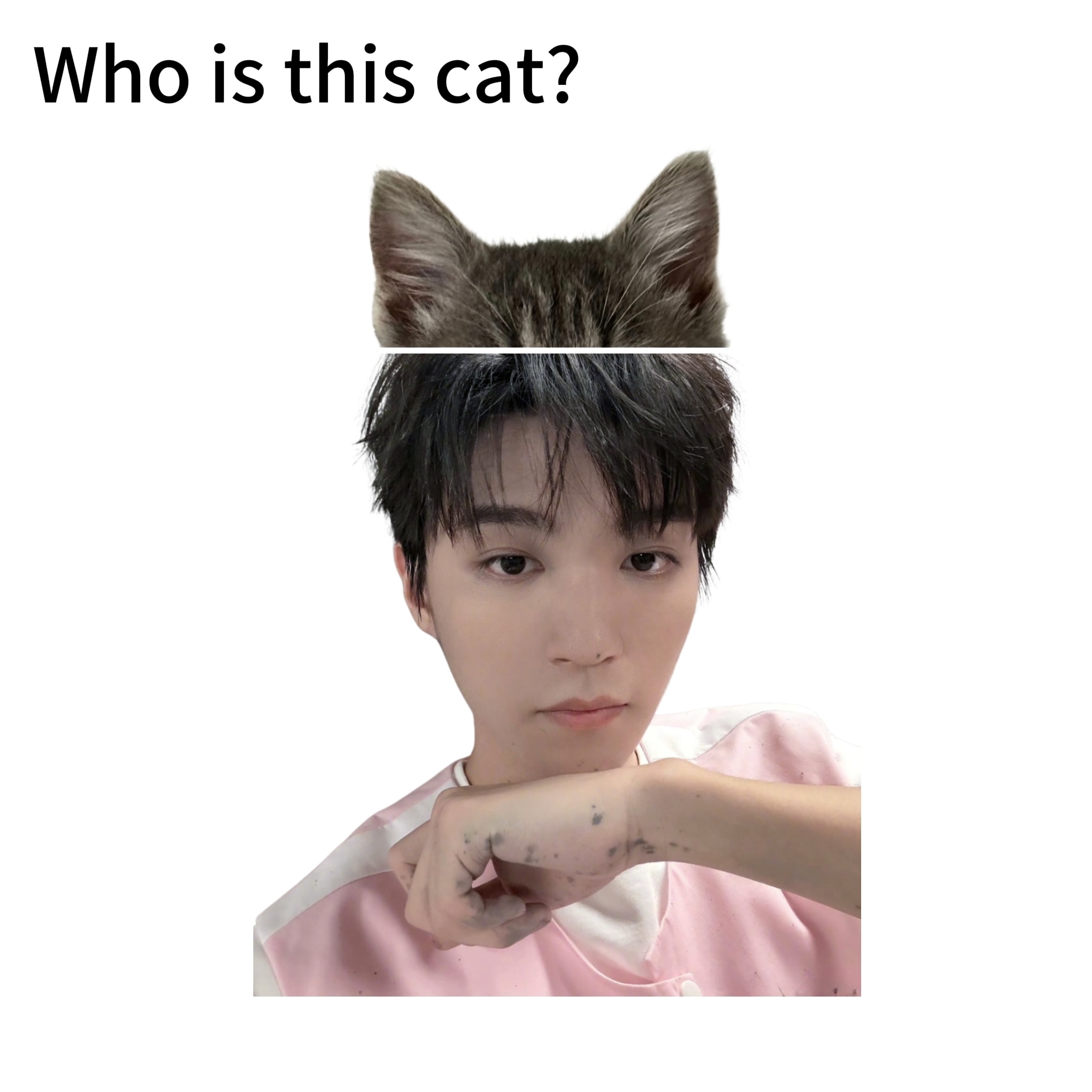 🐱is WJK 