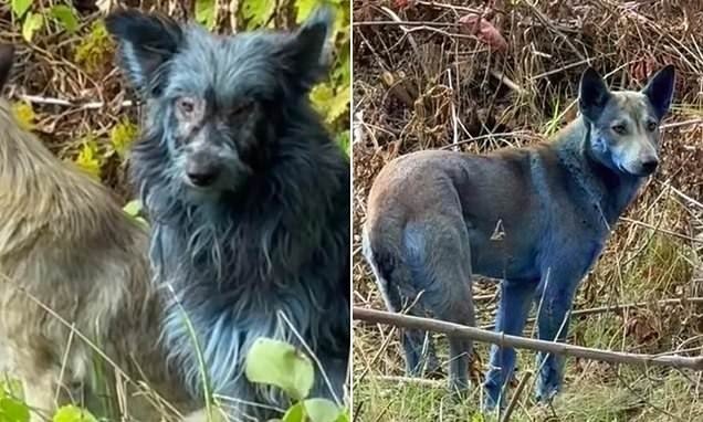 切尔诺贝利核电站附近出现蓝色狗基因变异还是被染色了[哆啦A梦吃惊] ​​​