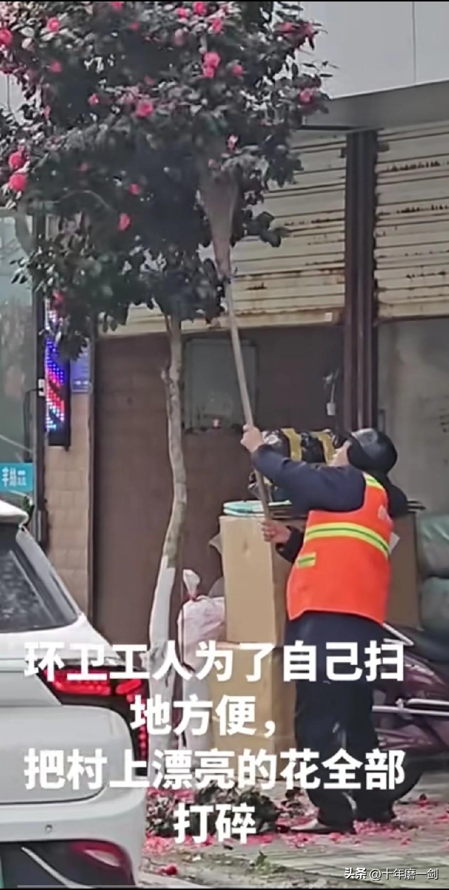 无论什么原因，环卫工人把树上的花粗爆打下来是不对的，种树的意义不就是美化环境吗，