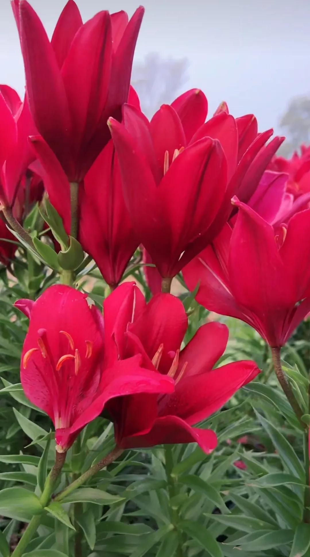 夏日生活打卡季 暴雨后看彩虹打卡：午后一场急雨骤歇，天空被洗得透亮，东边居然挂着