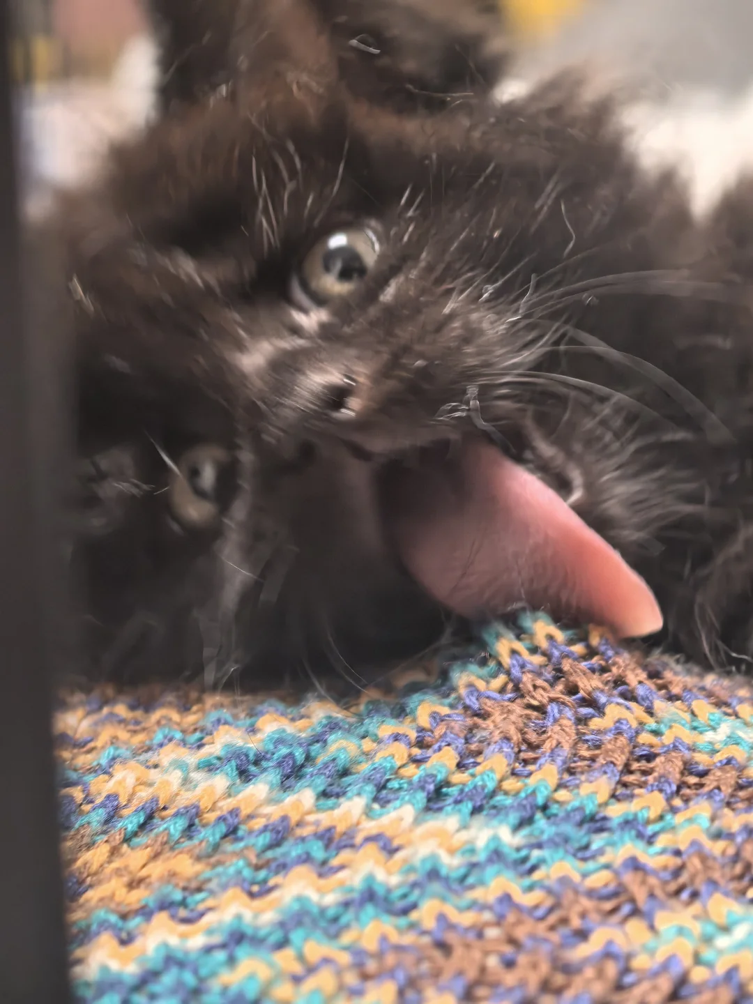 潦草小狗的潦草小猫