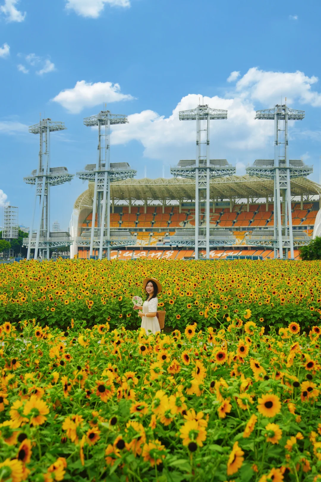 地铁直达🌻广州塔下向日葵花海打卡攻略
