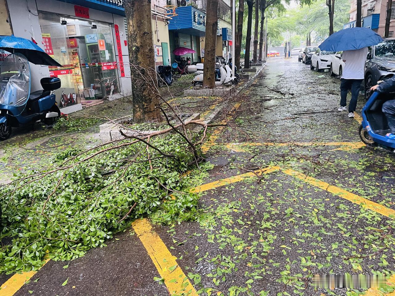台风来了，深圳陷入大风大雨之中，所见之处都是树枝，路面淹水严重，还好是周末，几乎