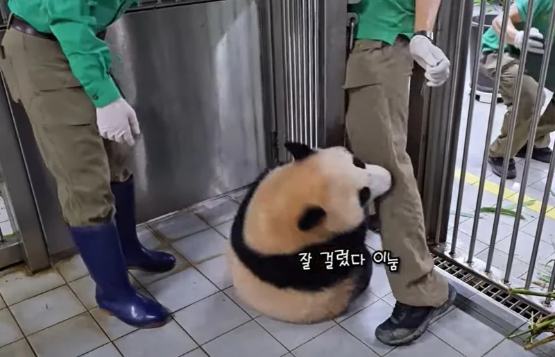 辉辉有仇当场就报了🤣笑死了哈哈哈哈哈哈