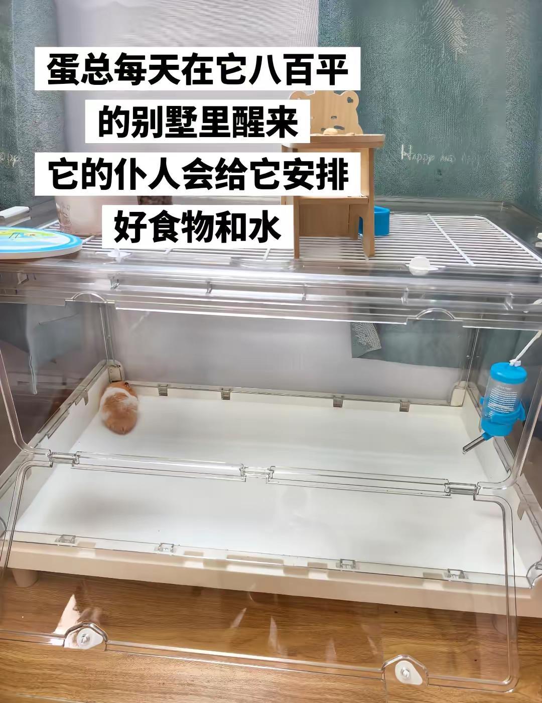 当我养了仓鼠后。蛋总每天在它八百平的别墅里醒来它的仆人会给它安排好食物和水自从养