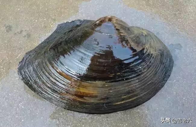 分享，烧河蚌怎样才能烂。
不是怎么烂，而是掌握好不能太烂无嚼劲不好吃。
就用河蚌