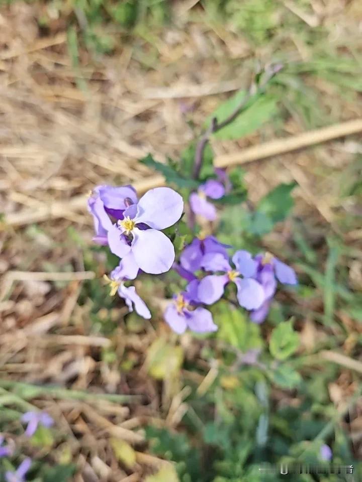 这朵小花没有生在100米外的花海中，它在一丛荒草中，冒出了头，绽放了自己的美丽。
